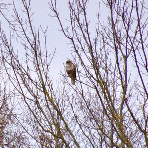 Common Buzzard