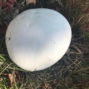 Giant Puffball