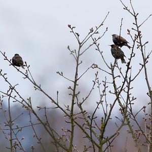 Common Starling