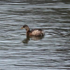 Little Grebe