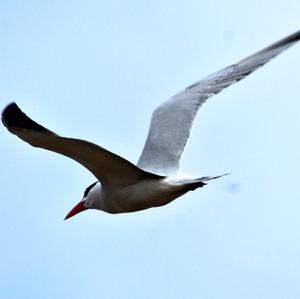 Common Tern