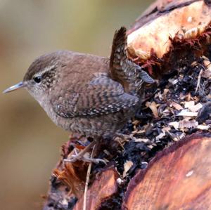 Winter Wren