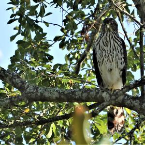 Cooper's Hawk