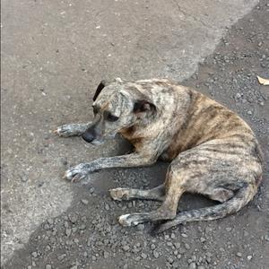 Unknown Breed