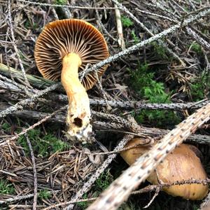 Cortinarius armeniacus