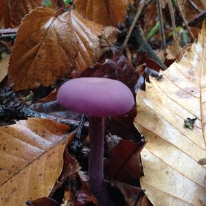 Amethyst Deceiver