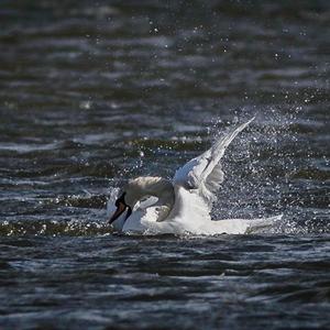 Mute Swan