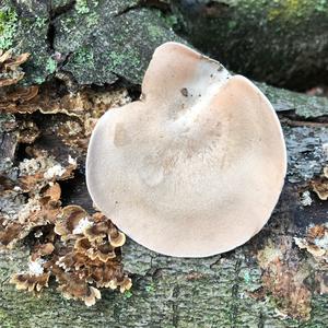 Funnel Clitocybe