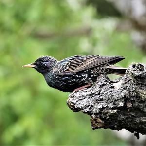 Common Starling