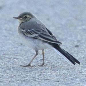 White Wagtail