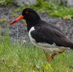 Eurasian Oystercatcher