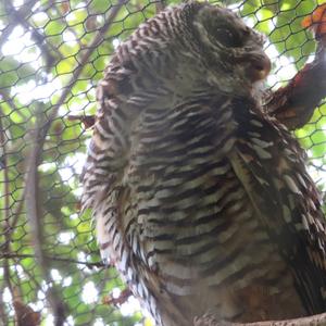 Tawny Owl