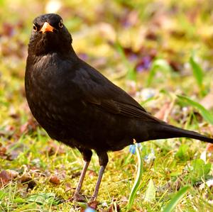 Eurasian Blackbird