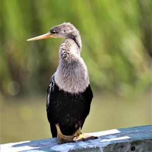 Anhinga