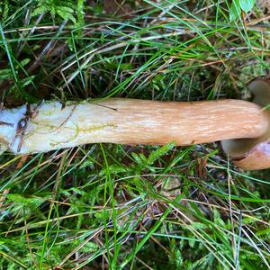 Bay Bolete