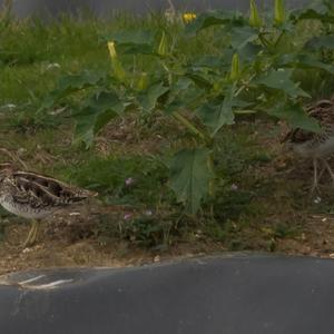 Common Snipe