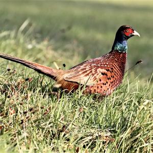 Common Pheasant