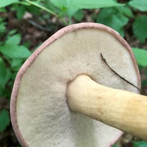 Bitter Bolete