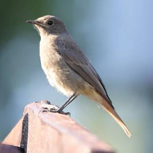 Black Redstart