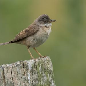 Common Whitethroat