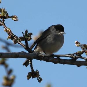 Blackcap