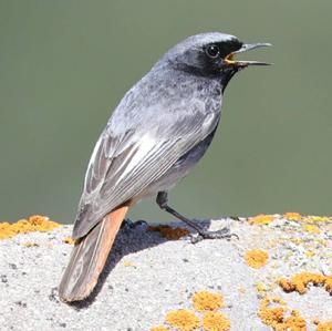 Black Redstart