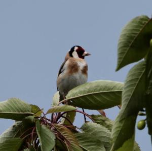 European Goldfinch