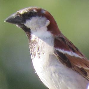 House Sparrow