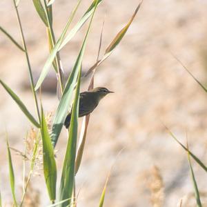 Cetti's Warbler