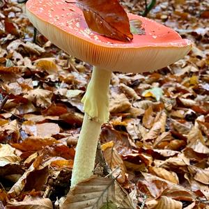 Fly Agaric