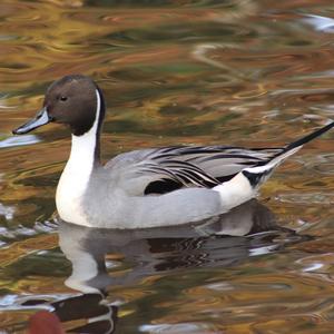 Northern Pintail