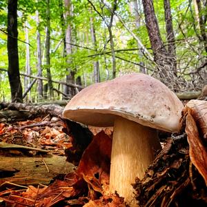 Summer Bolete