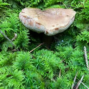 Bitter Bolete