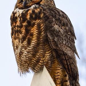 Great Horned Owl