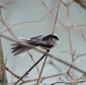 Long-tailed Tit