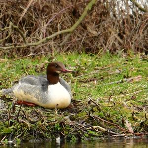 Common Merganser