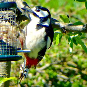 Great Spotted Woodpecker