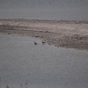 Common Redshank