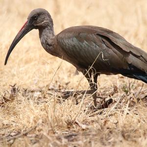 Hadada Ibis