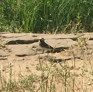 White Wagtail