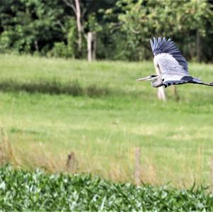 Grey Heron