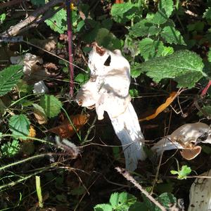 Fluted White Helvella