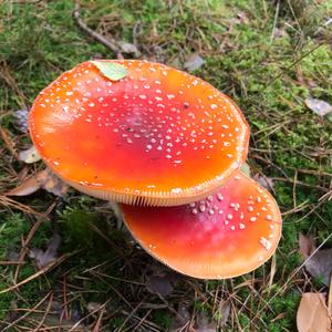 Fly Agaric