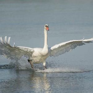 Mute Swan