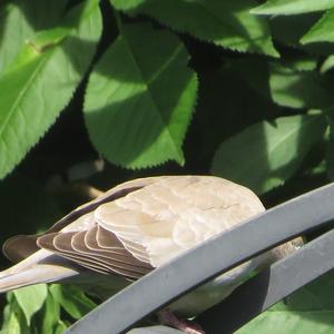 Eurasian Collared-dove