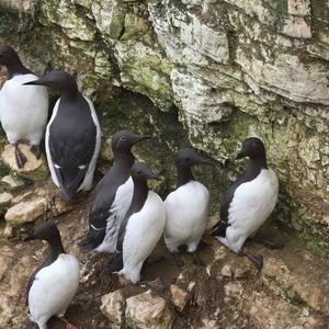 Common Guillemot