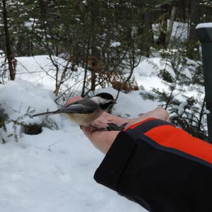 Carolina Chickadee