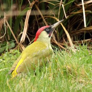 Eurasian Green Woodpecker