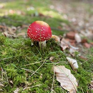 Fly Agaric