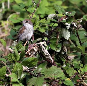 Red-backed Shrike